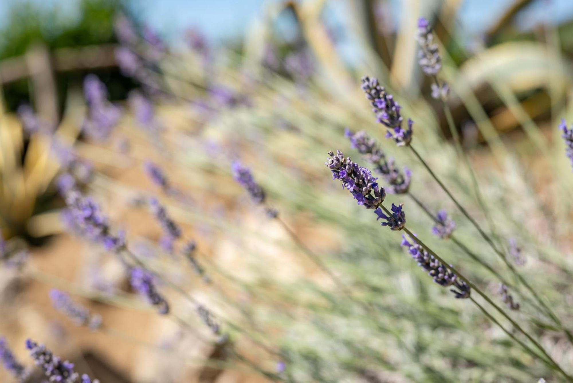 Agriturismo Bio Fattoria Bacio チェルタルド エクステリア 写真